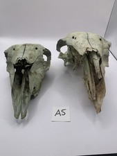 Fantastic Sheep Skulls