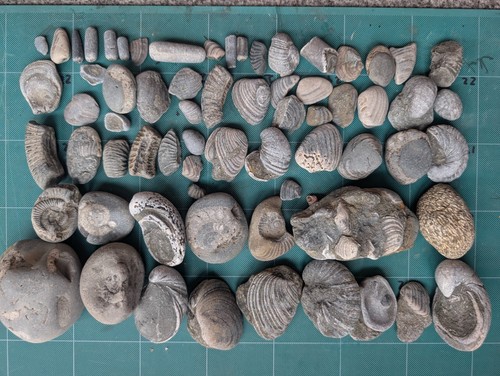 Large jurassic fossil - jurassic,
