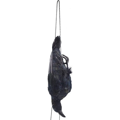 Realistic hanging dead crow - hanging,