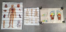 Vintage Medical Anatomy Charts