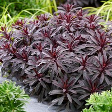 Euphorbia Miner’s Merlot