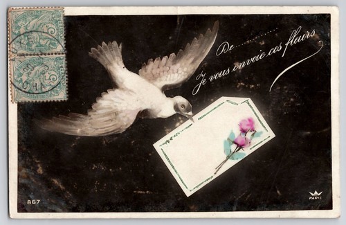 Carrier pigeon dove - pigeon, delivers