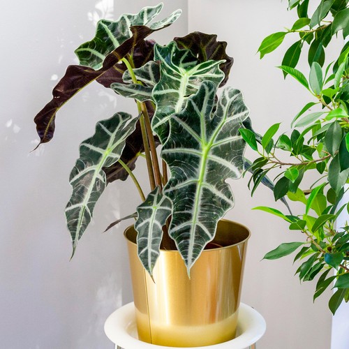 Alocasia polly african - x,