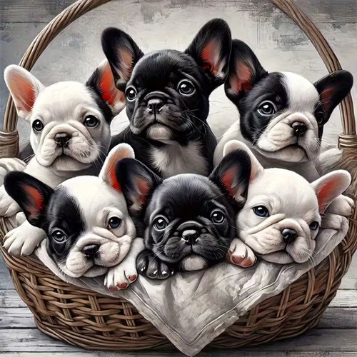 Beautiful french bulldog - beautiful,