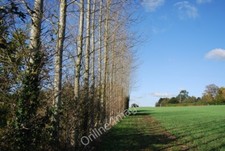 Photo 6x4 Line of trees by the footpath off Long Mill Lane Claygate Cross c2009