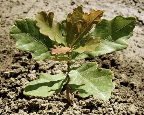 English oak tree - english,