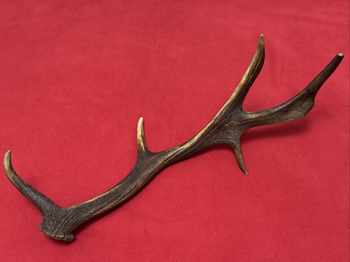 Fallow deer antler 443g - fallow,