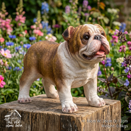 Small english british - english, bulldog