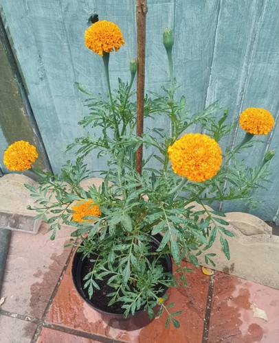 African marigold double sized - african,
