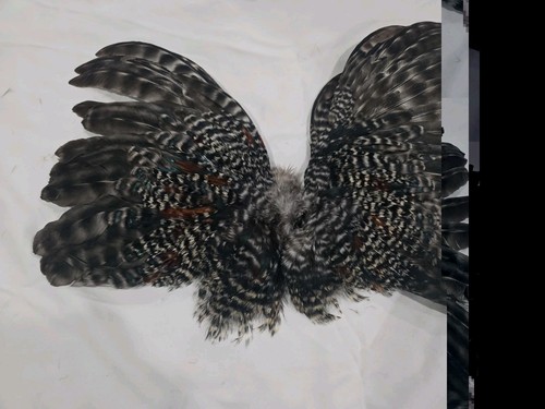 Cree grizzly chicken - grizzly,