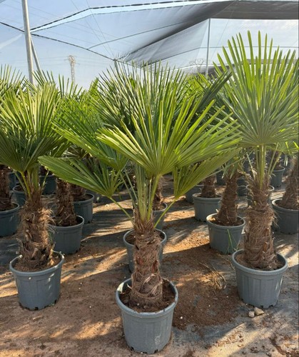 Hardy trachycarpus fortunei - hardy,
