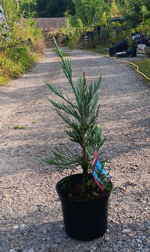 Sequoiadendron giganteum