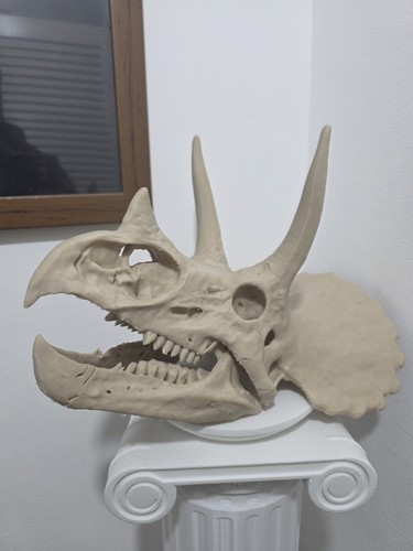 Triceratops dinosaur skull - dinosaur,