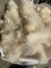 Raw Kent Cross Herdwick Sheep