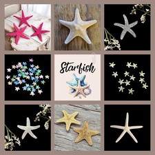 Natural Real STARFISH Star Fish Beach Shell Craft/Resin Art/Terrarium/Beach Deco
