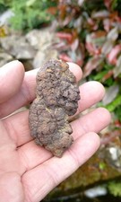 Turtle Coprolite Fossil poo poop Madagascar Eocene Reptile 100% Genuine