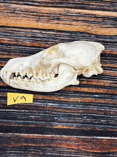 Coyote skull unique - coyote, animal