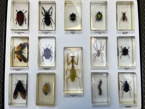 Real insect specimen bugs - real,