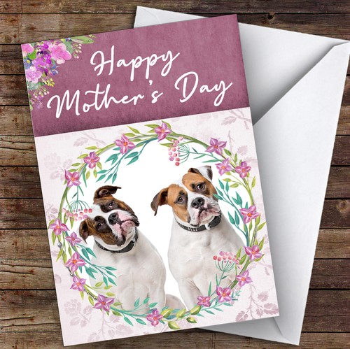 American bulldog dog - american,