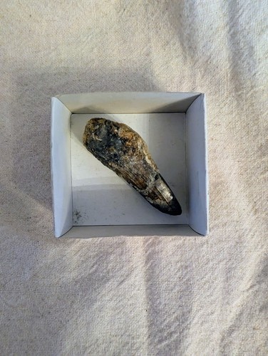 Spinosaurus tooth dinosaur - spinosaurus,