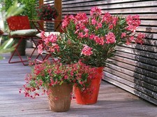 Nerium oleander Tropical