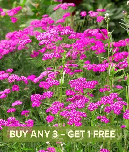 Yarrow milfoil cerise queen - queen,