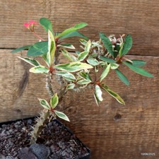 D4542 EUPHORBIA MILII