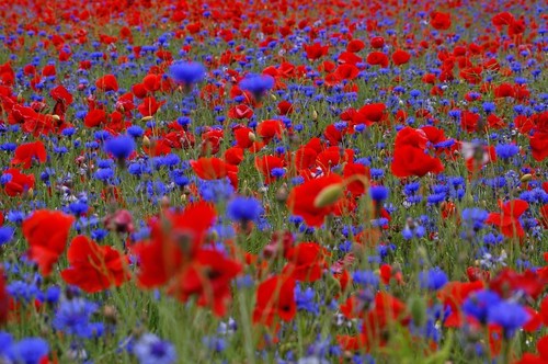 Wildflower seed cornfield - wildflower,