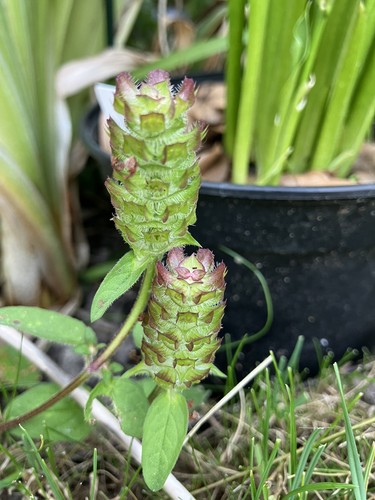 Prunella vulgaris - (heal, all)