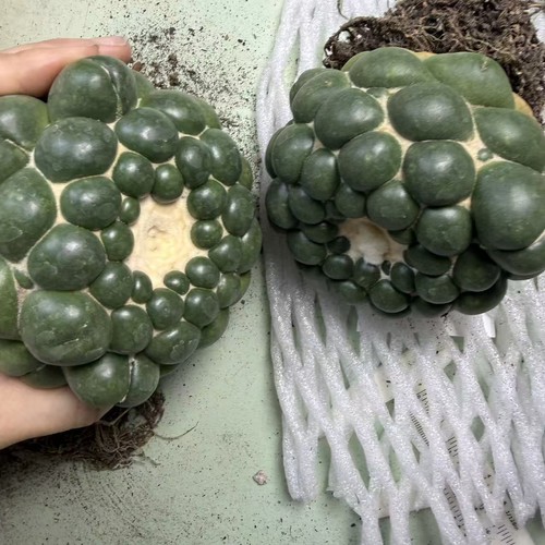Sale rare cacti - cacti, coryphantha