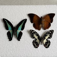 Entomology Butterfly Specimen