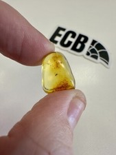 Baltic Amber With Mosquito Inclusion. 100% Real, No Fakes. Uk Seller 🇬🇧