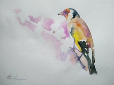 Barbet, Birds, Watercolor