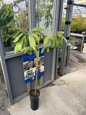 Grafted Avocado Tree - Persea Americana 'Haas' - 110cm specimens