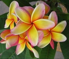 5 Fresh Seeds Frangipani