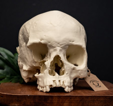 Human skull replica - replica, size