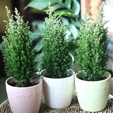 ]x1] Ellwoodii Dwarf Conifer |