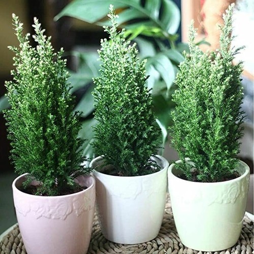 Ellwoodii dwarf conifer - ]x4],