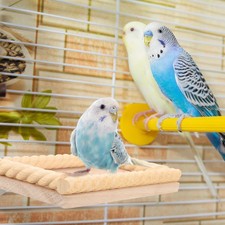  Large Bird Platform Parrot