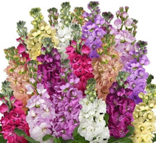 Column stock Matthiola incana