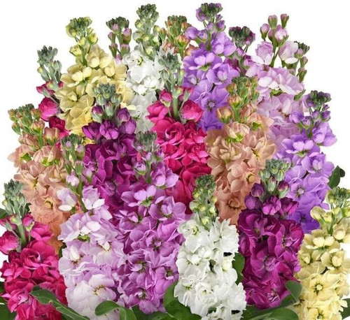 Column stock matthiola incana - stock,