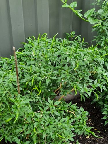 Extreme hot green chilli - hot,