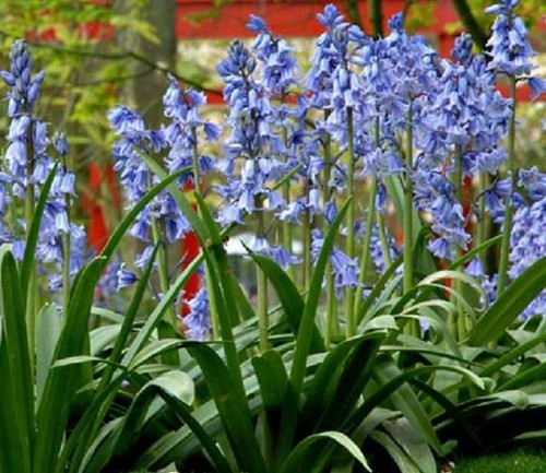 Bluebells spanish - bluebells,