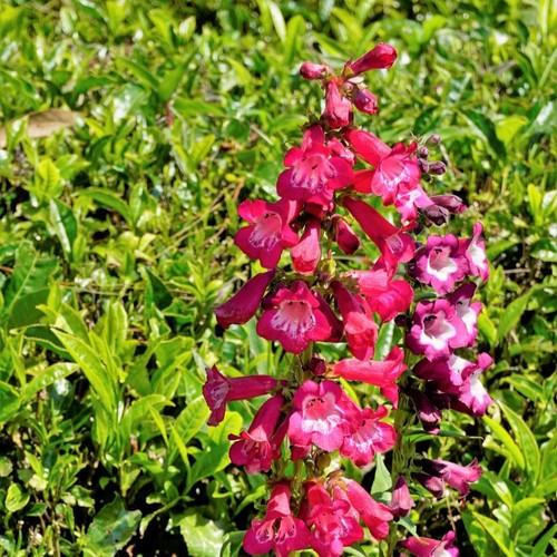 Penstemon beloved bells mix - beloved,