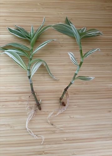Tradescantia zebrina cuttings - zebrina,