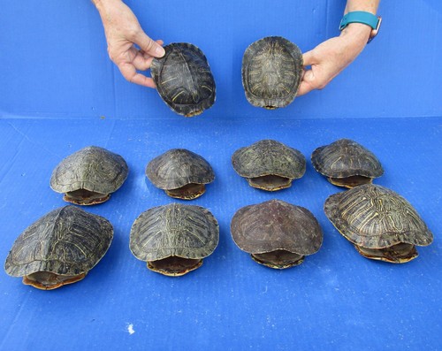 Lot red eared slider - 10,