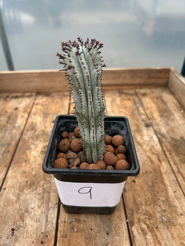 Euphorbia horrid sold bare - euphorbia,