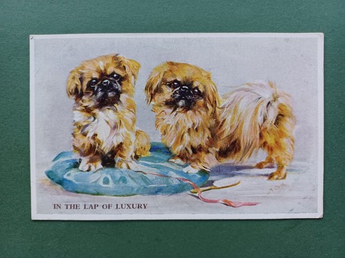 1930s two pekingese dogs - two,