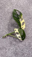 monstera adansonii albo variegated