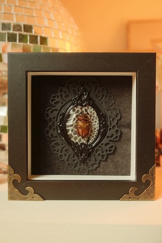 Framed beetle black velvet - beetle,